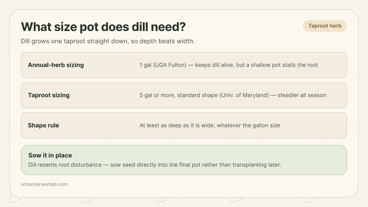 Illustration comparing a shallow pot stunting a dill taproot against a deep pot letting it run straight down