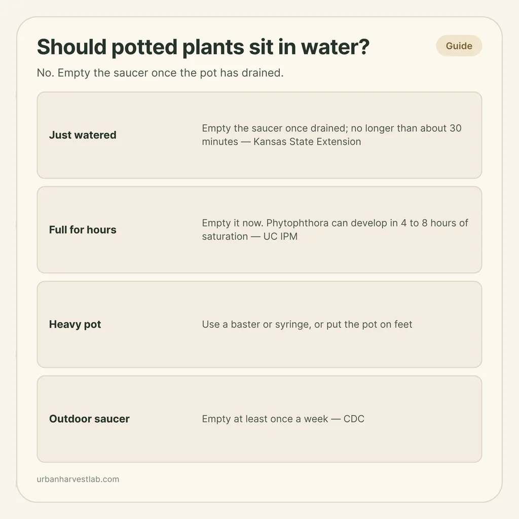 Infographic card: "Should potted plants sit in water?" with rows for just watered, full for hours, heavy pot and outdoor saucer