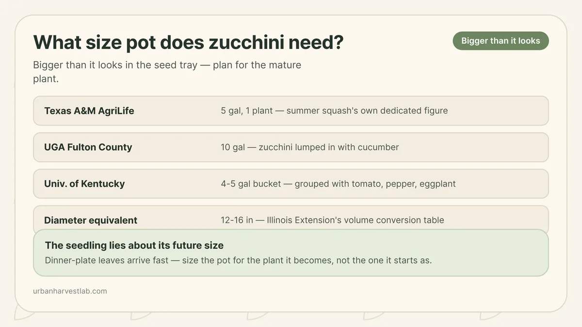 Illustration comparing a small bucket beside a full 10-gallon container holding a mature, sprawling zucchini plant