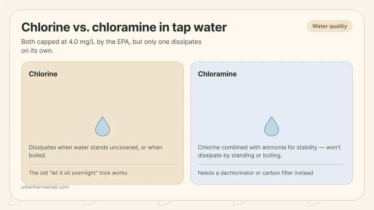 Two glasses of tap water beside a hydroponic reservoir, one labeled chlorine and one labeled chloramine