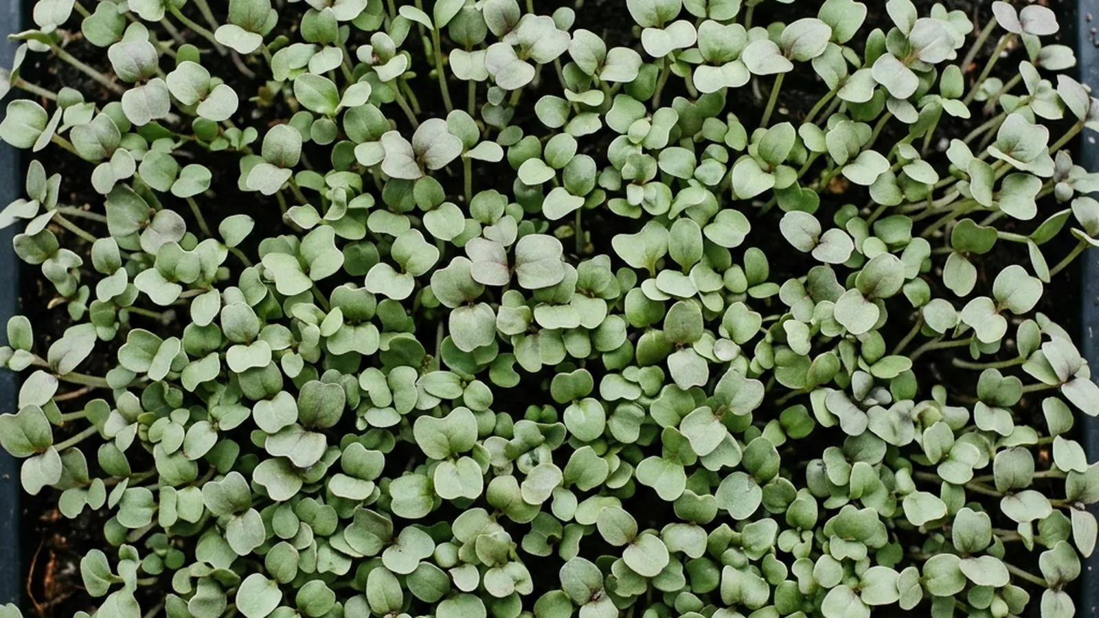 Basil microgreens tray with a gel-coated seed bed and cotyledons emerging under cover