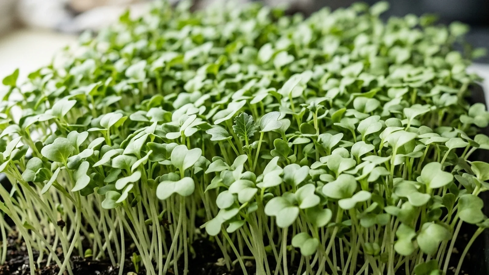 Day-by-day progression of a broccoli microgreens tray from sown seed to a harvest-ready canopy with true leaves emerging