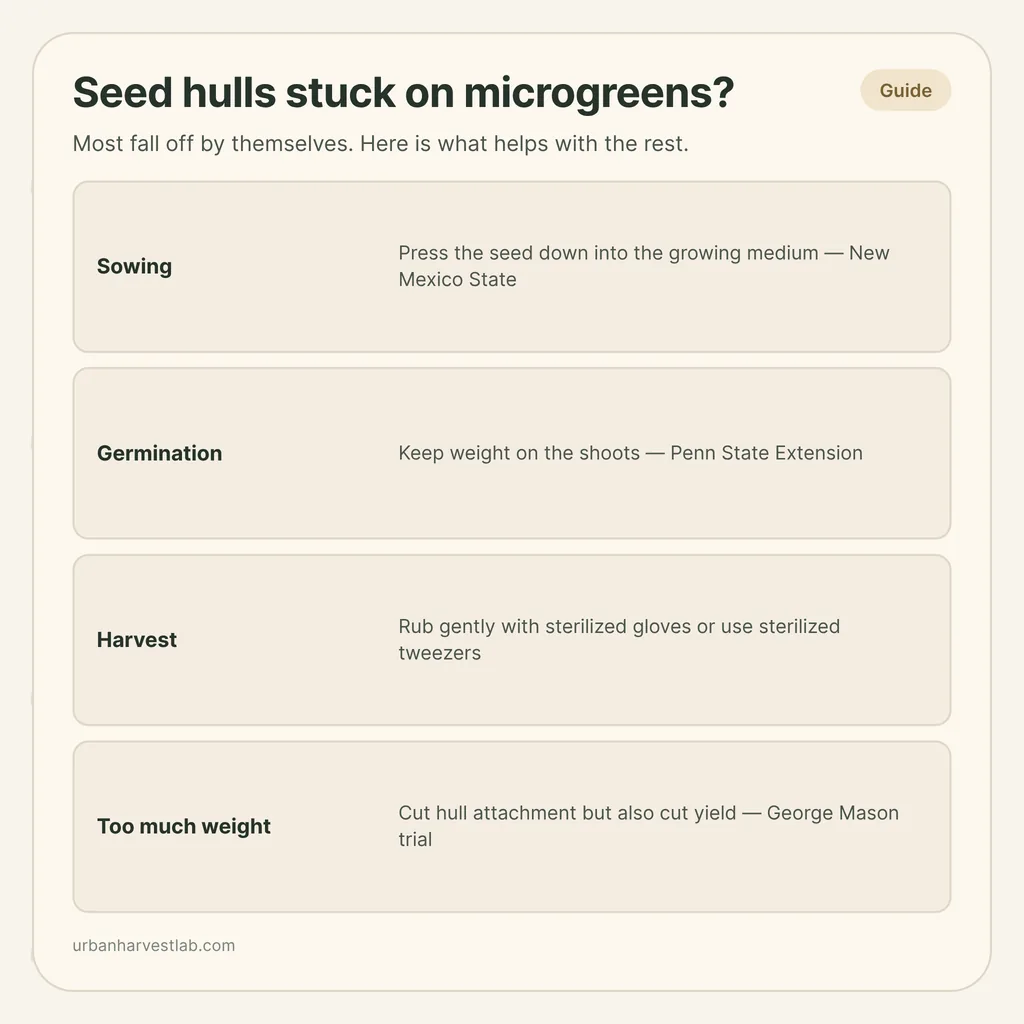 Infographic card: "Seed hulls stuck on microgreens?" with rows for sowing, germination, harvest and too much weight