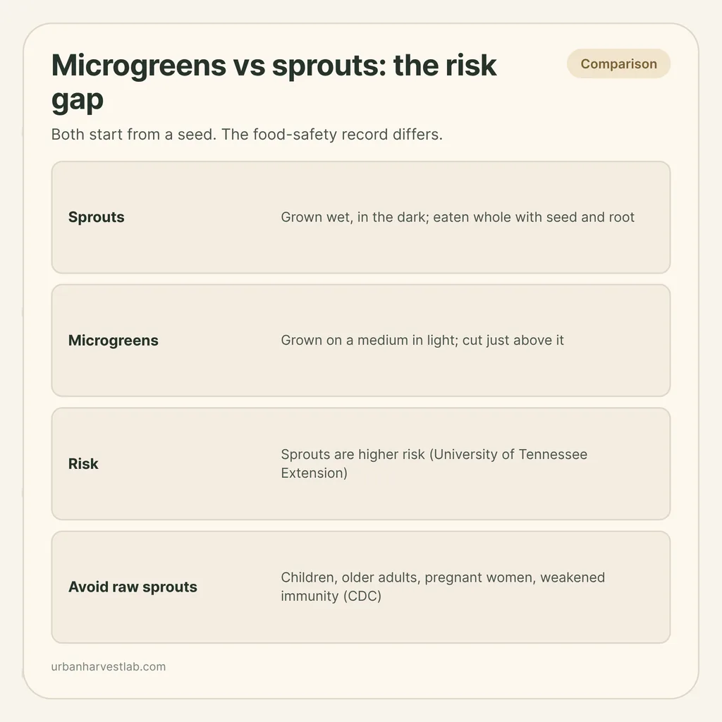 Infographic card: "Microgreens vs sprouts: the risk gap" with rows for sprouts, microgreens, risk and who should avoid raw sprouts