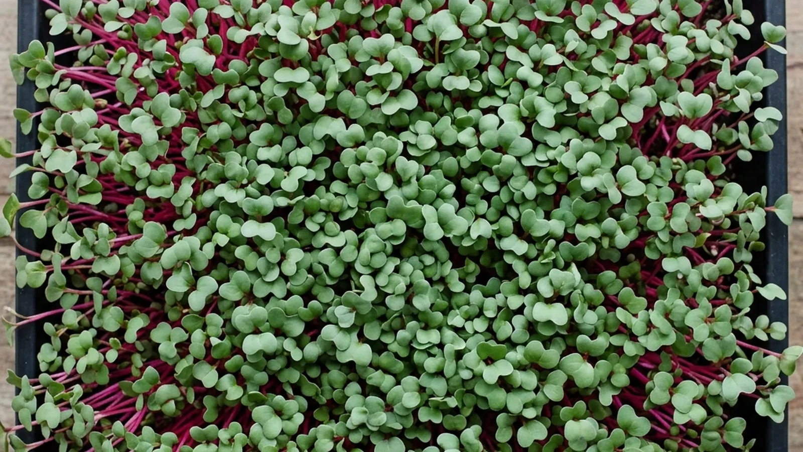 Tray of radish microgreens at harvest stage with cotyledons and first true leaves emerging