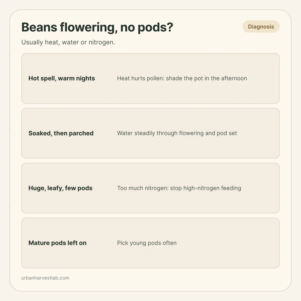 Infographic card: "Beans flowering, no pods?" with rows for heat, water swings, nitrogen and mature pods left on