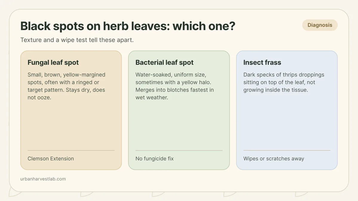Herb leaf split three ways showing fungal leaf spot, bacterial leaf spot, and insect frass