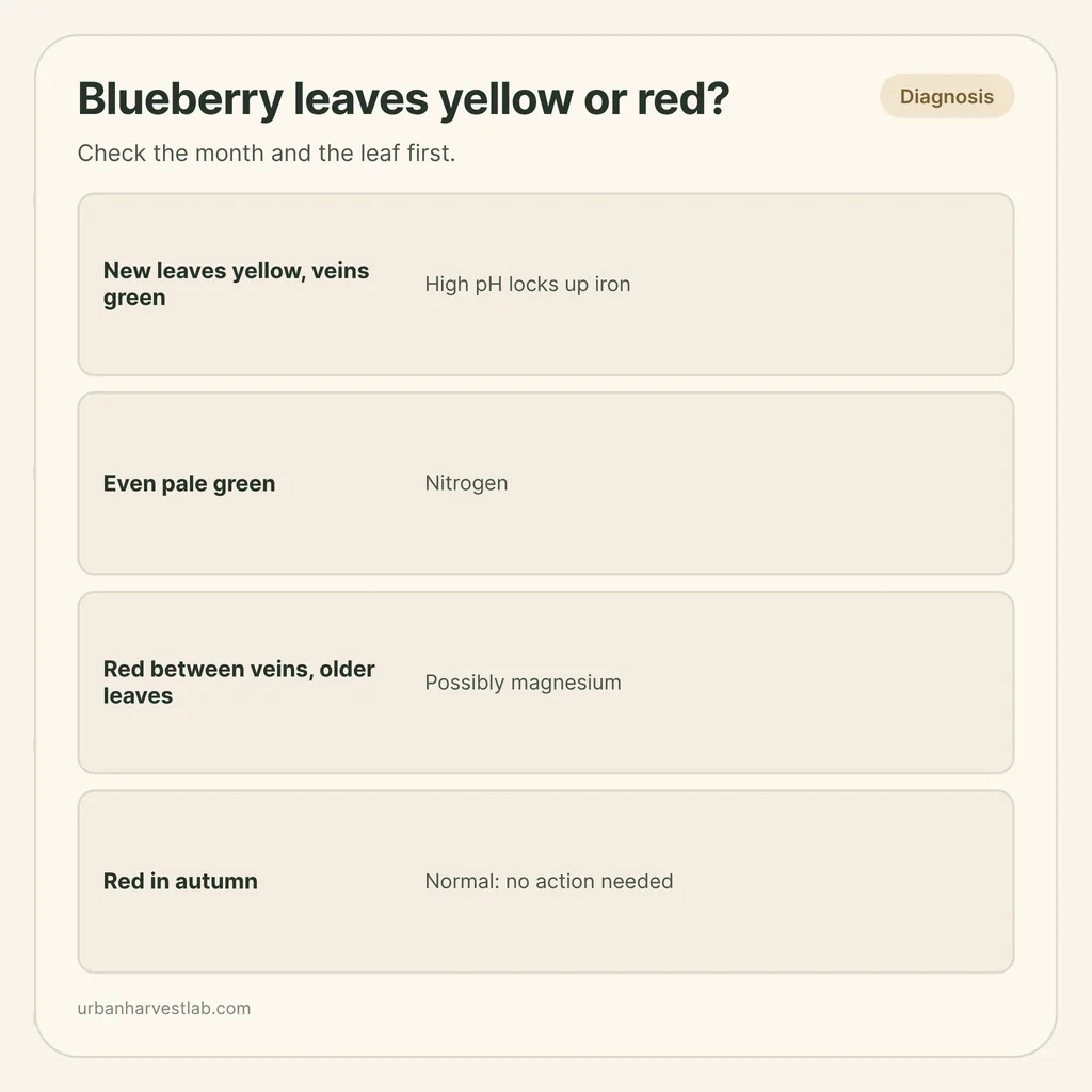 Infographic card: "Blueberry leaves yellow or red?" with rows for high pH and iron, nitrogen, magnesium and autumn color