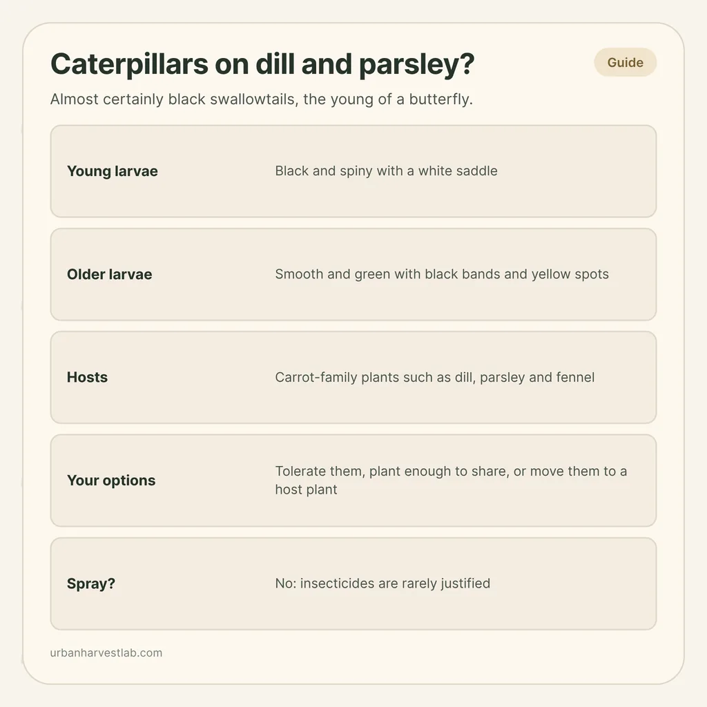 Infographic card: "Caterpillars on dill and parsley?" with rows for young and older larvae, hosts, options and spraying