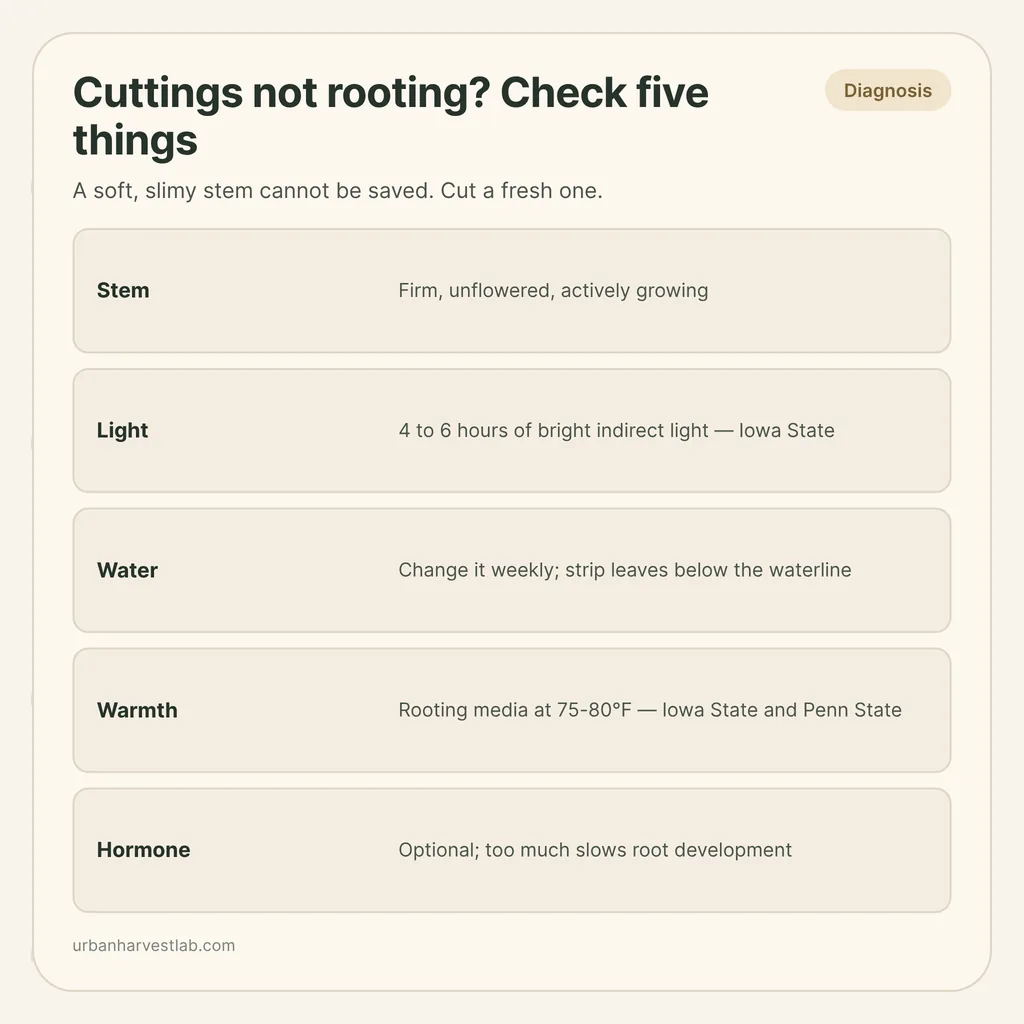 Infographic card: "Cuttings not rooting" with a glass of herb stems, one slimy and one with white roots, and a checklist of stem, light, water, warmth and hormone
