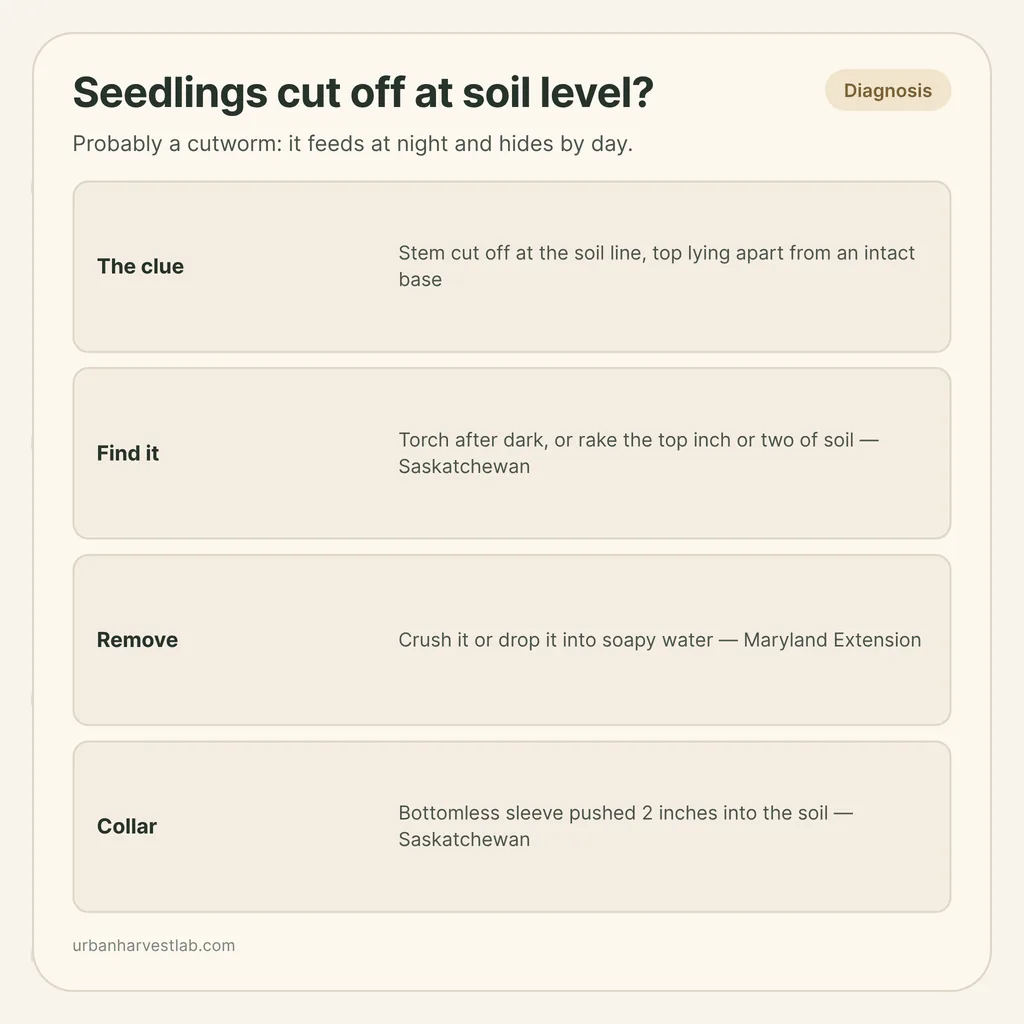 Infographic card: "Seedlings cut off at soil level?" with rows for the clue, finding it, removing it and collars