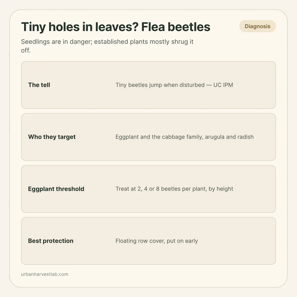 Infographic card: "Tiny holes in leaves? Flea beetles" with rows for the tell, target plants, eggplant threshold and protection