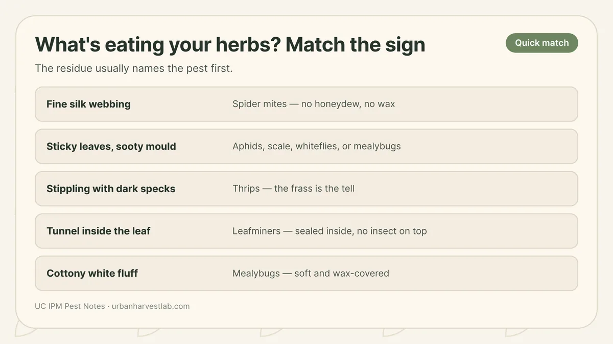 Close-up comparison of herb pest signs including webbing, honeydew, stippling, and cottony masses