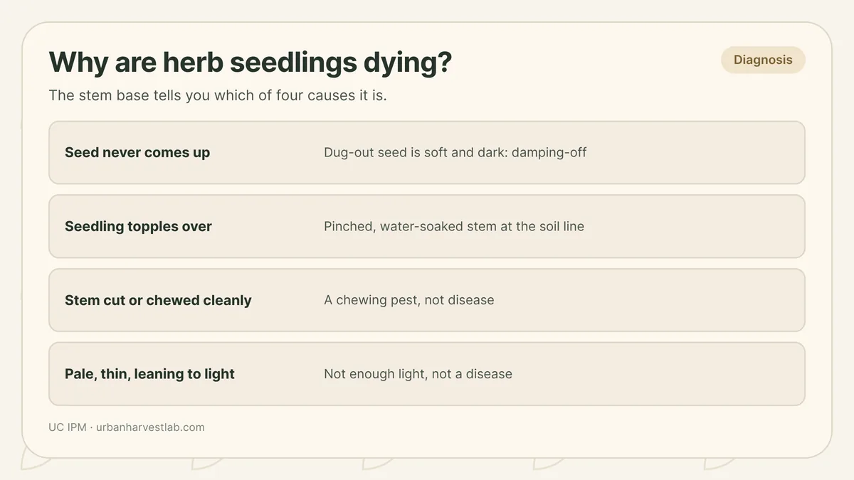Three seedling trays side by side, each labeled with a different cause of seedling collapse - damping-off, waterlogged mix, and stretching toward light