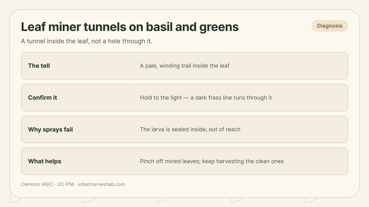 Cross-section illustration of a basil leaf showing a winding leaf miner tunnel between the upper and lower surfaces