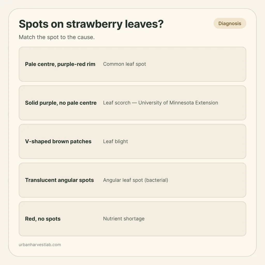 Infographic card: "Spots on strawberry leaves?" with rows for leaf spot, leaf scorch, leaf blight, angular leaf spot and nutrient shortage