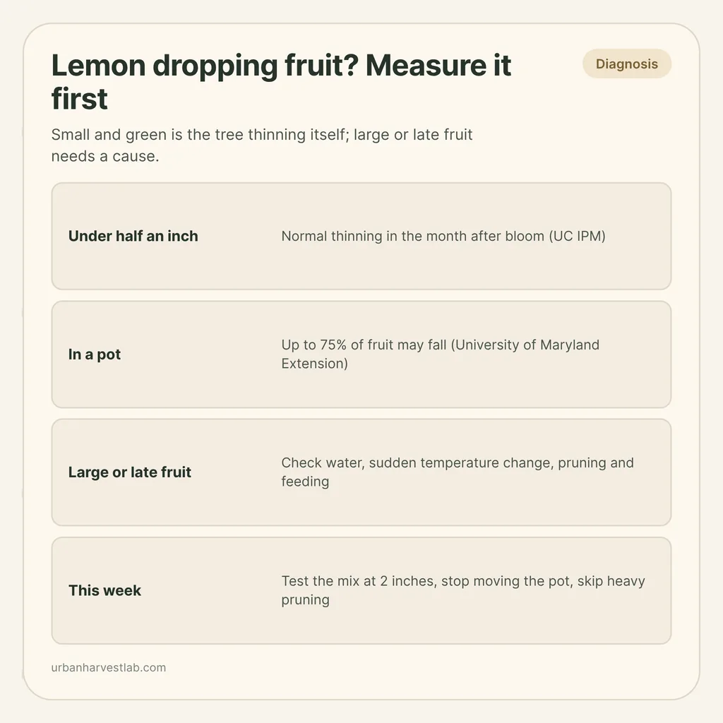 Infographic card: "Lemon dropping fruit? Measure it first" with rows for small fruit, potted trees, large fruit and this week