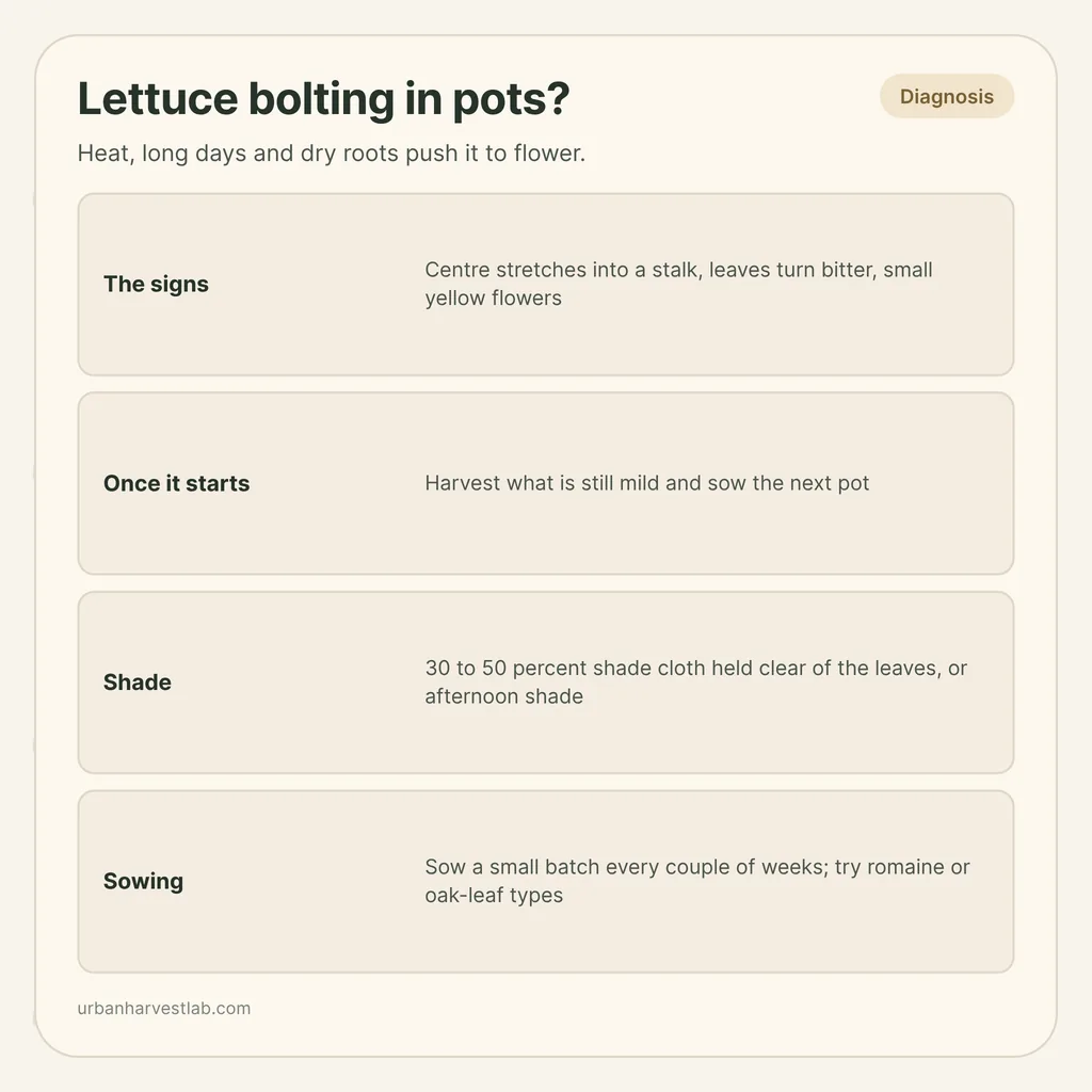 Infographic card: "Lettuce bolting in pots?" with rows for the signs, once it starts, shade and sowing