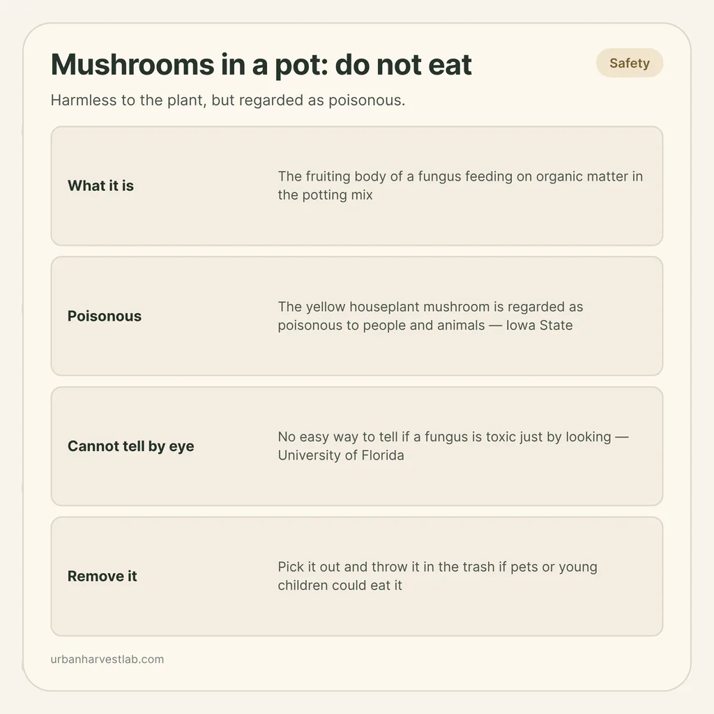 Safety card: "Mushrooms in a pot: do not eat" with rows for what it is, poisonous, cannot tell by eye and remove it