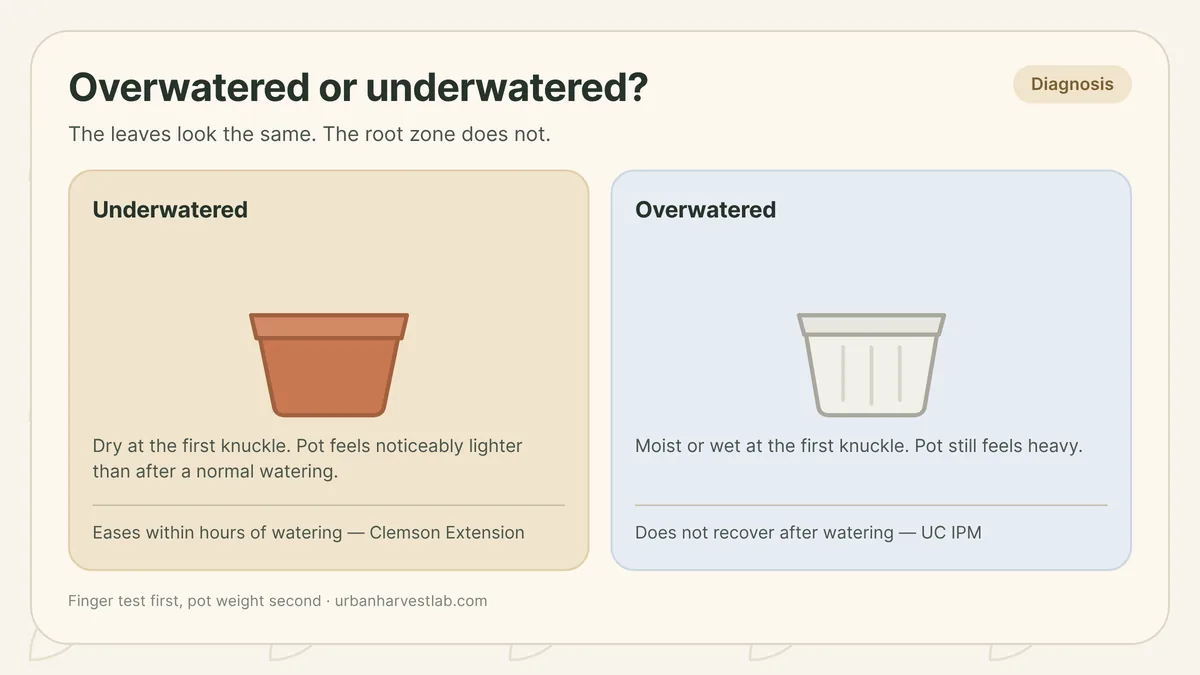 Side-by-side comparison card of underwatered versus overwatered symptoms: dry and light pot versus moist and heavy pot