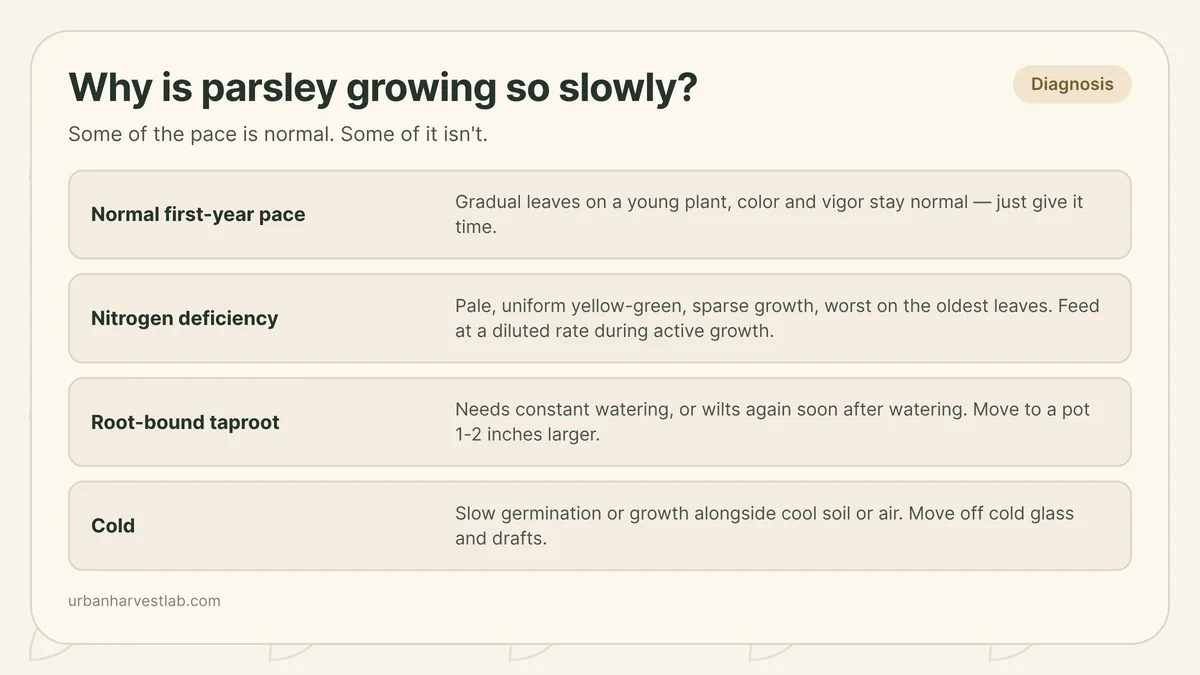 Comparison of a slow-growing parsley plant in its normal first-year pace against signs of nitrogen deficiency, a root-bound pot, and cold stress