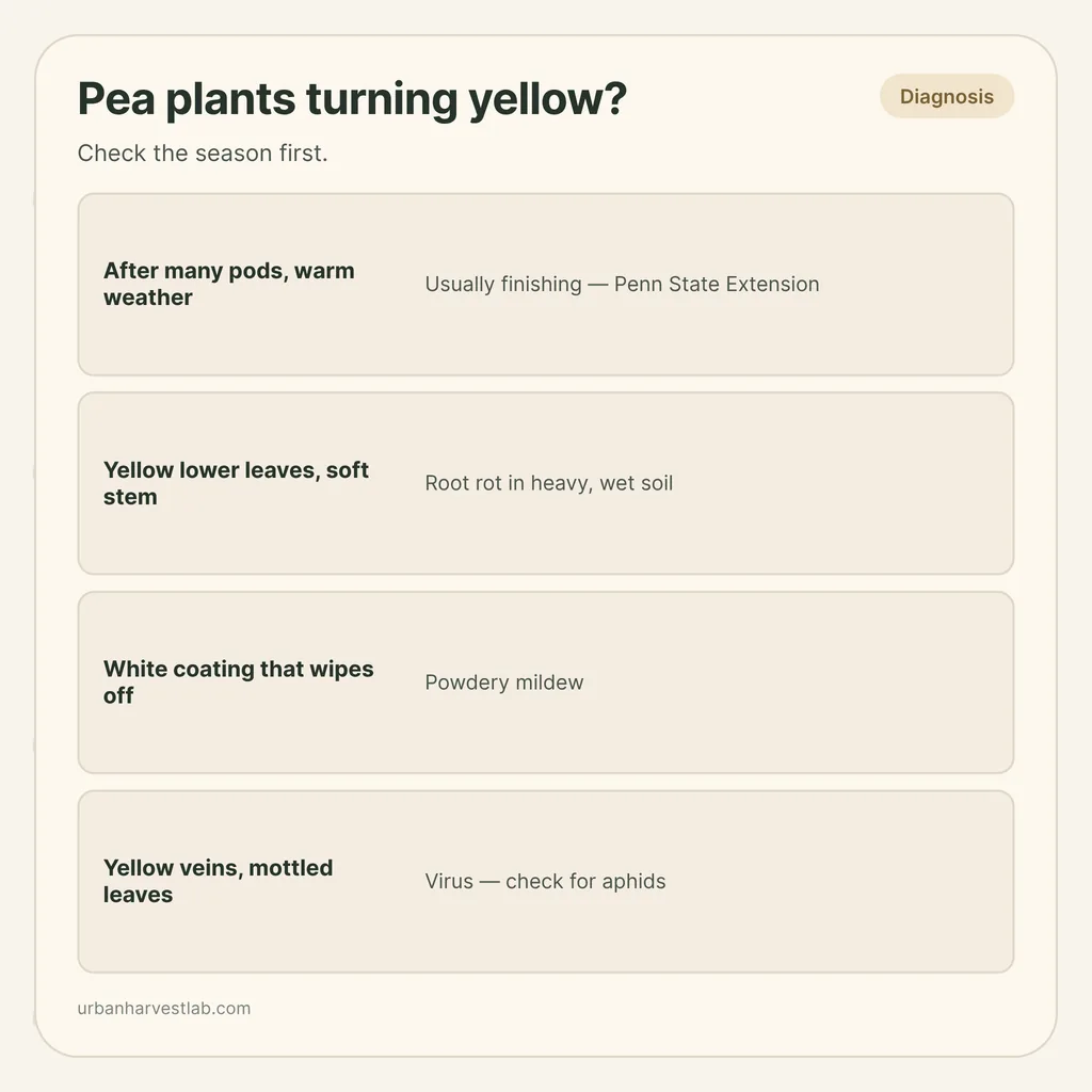 Infographic card: "Pea plants turning yellow?" with rows for end of season, root rot, powdery mildew and virus
