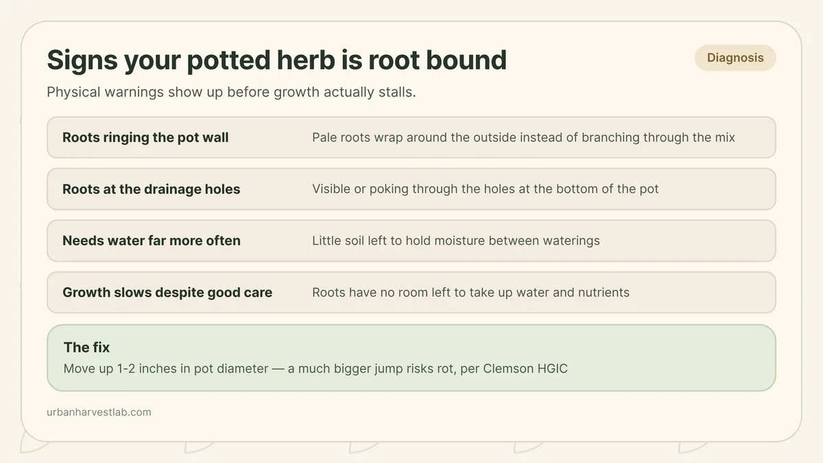 Cross-section illustration of a potted herb with roots circling the inside wall of the pot and emerging from the drainage holes