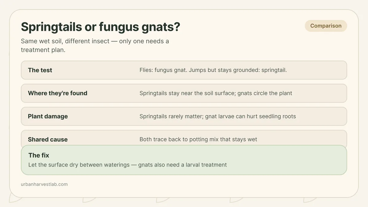Cross-section comparing wingless springtails clustered on the soil surface with flying fungus gnats above damp potting mix