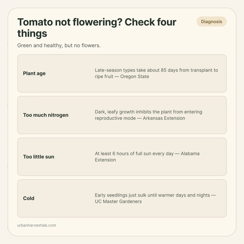 Infographic card: "Tomato not flowering? Check four things" with rows for plant age, too much nitrogen, too little sun and cold