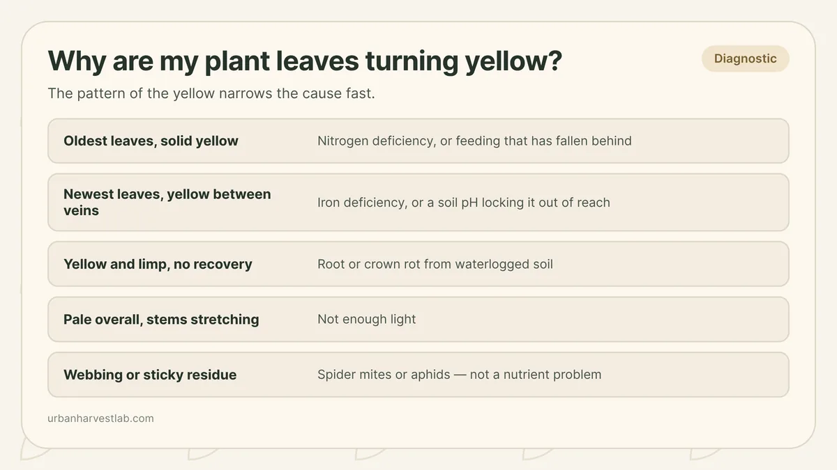 Four yellowing patterns on herb leaves side by side, solid old-leaf yellowing, interveinal new-leaf yellowing, vein-bounded patches, and pest damage