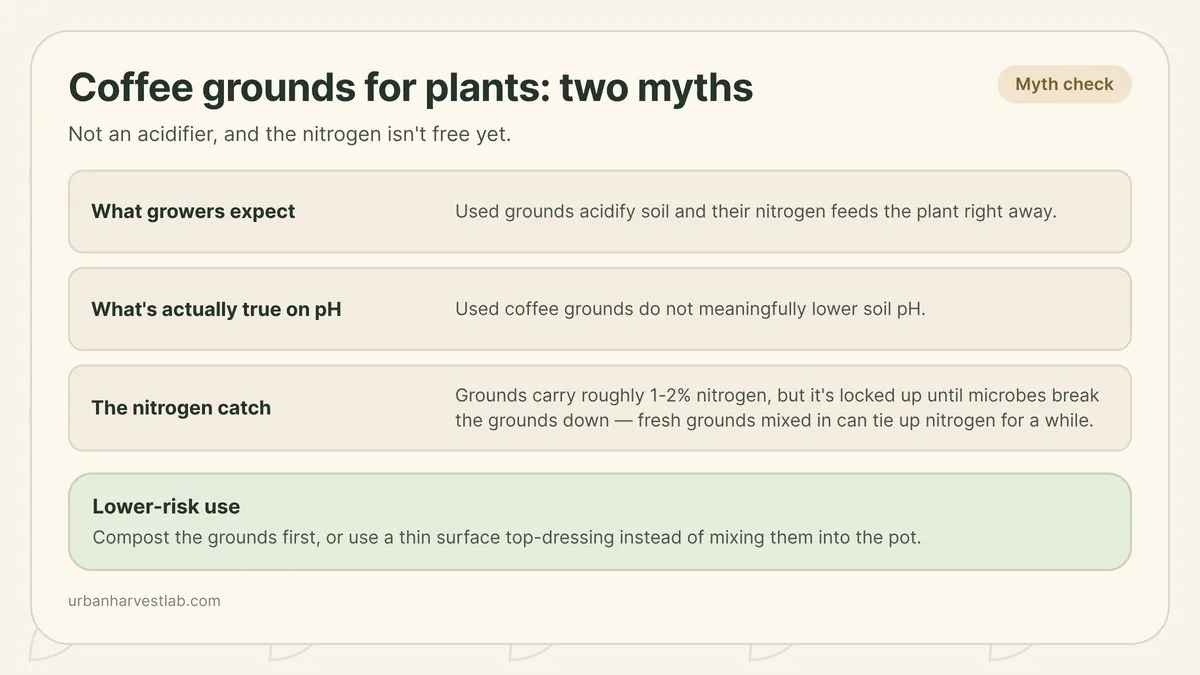A small bowl of used coffee grounds beside a potted herb, with a thin top-dressing of grounds worked into the soil surface