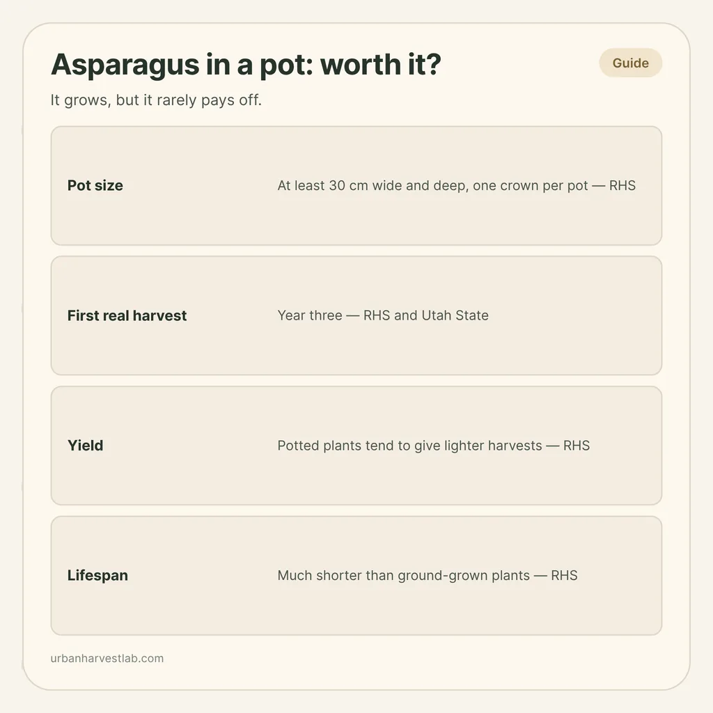 Infographic card: "Asparagus in a pot: worth it?" with rows for pot size, first real harvest, yield and lifespan