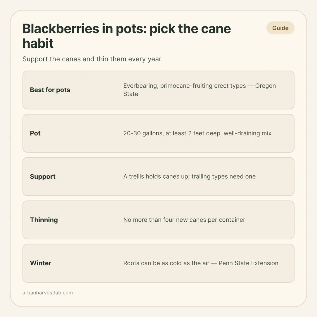 Infographic card: "Blackberries in pots: pick the cane habit" with rows for best type, pot, support, thinning and winter