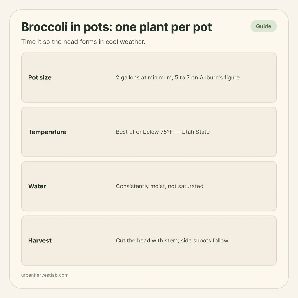 Infographic card: "Broccoli in pots: one plant per pot" with rows for pot size, temperature, water and harvest