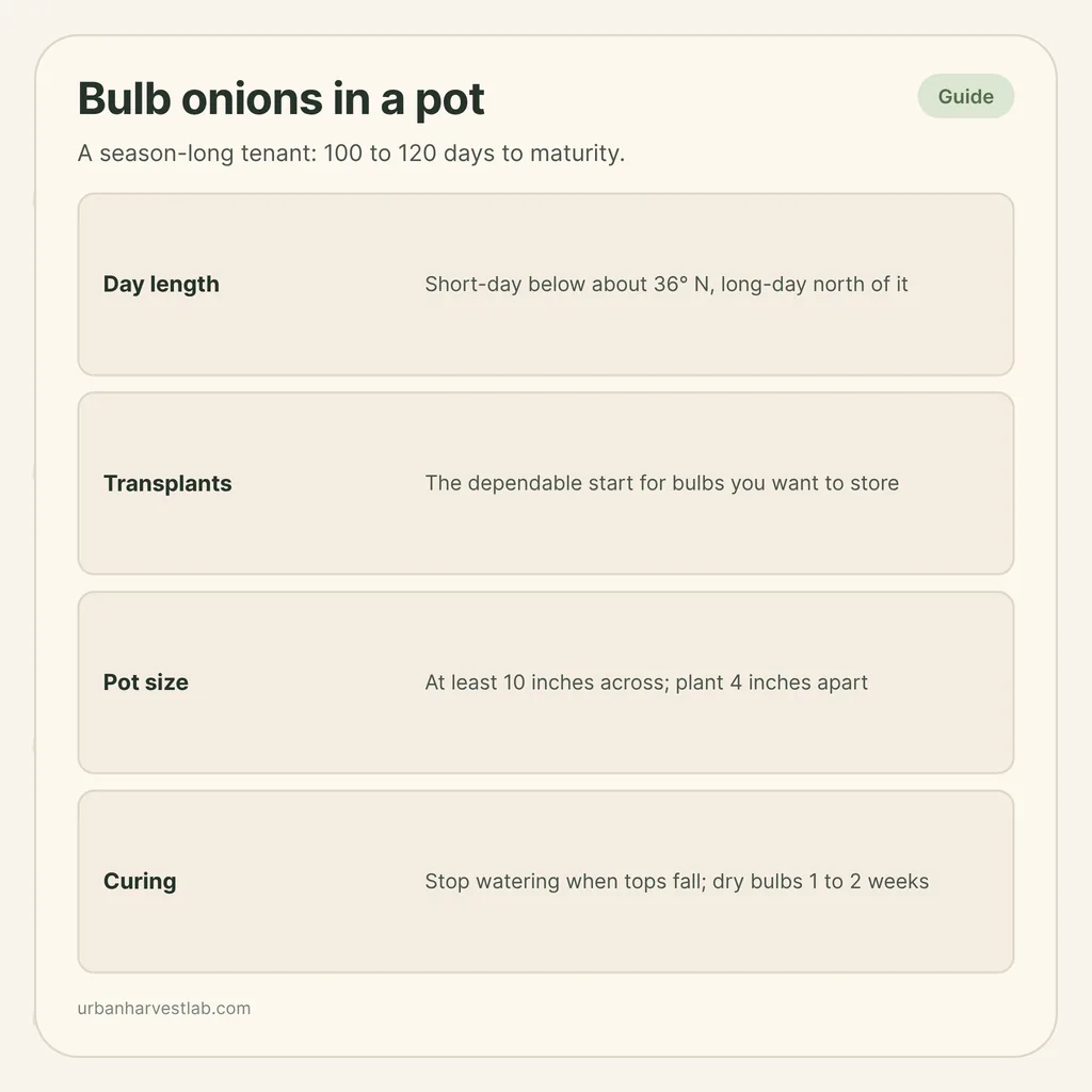 Infographic card: "Bulb onions in a pot" with rows for day length, transplants, pot size and curing