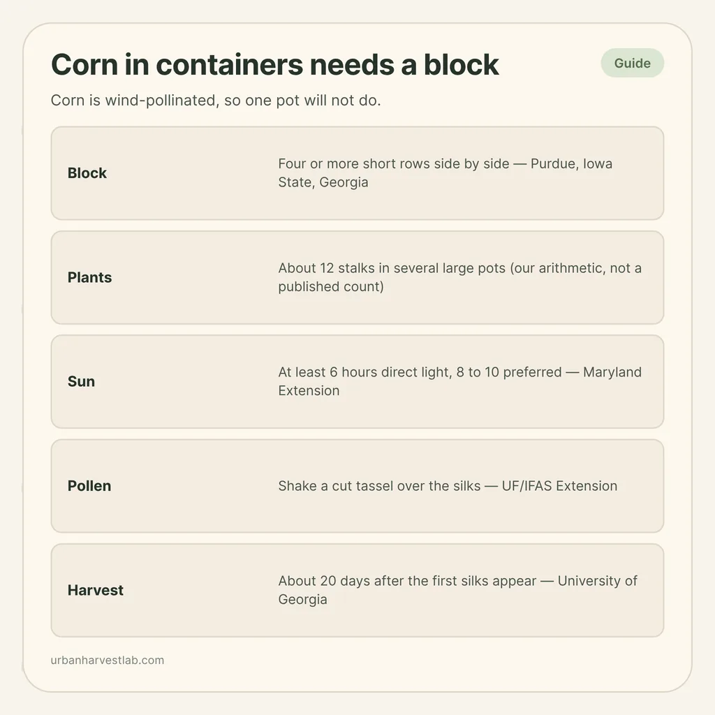 Infographic card: "Corn in containers needs a block" with rows for block, plants, sun, pollen and harvest