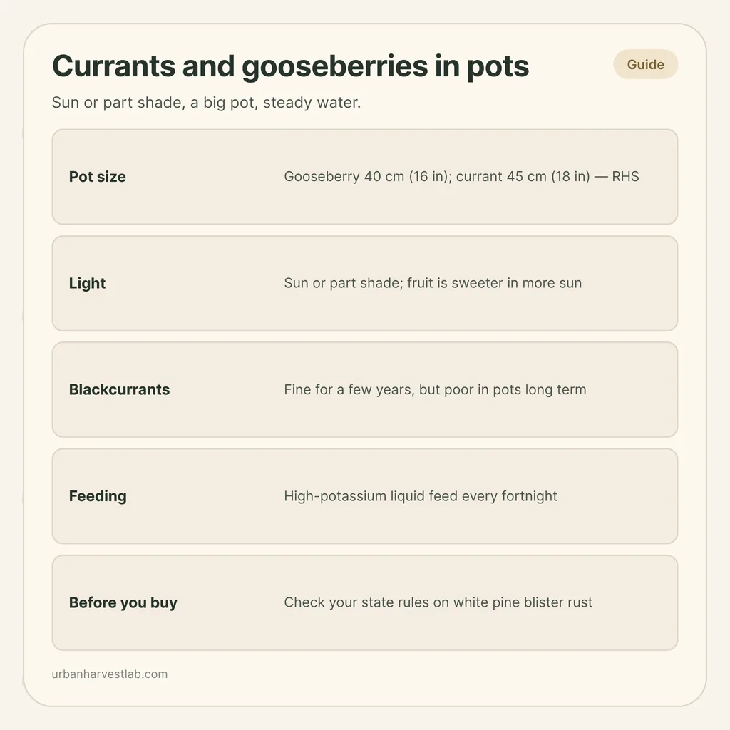 Infographic card: "Currants and gooseberries in pots" with rows for pot size, light, blackcurrants, feeding and a pre-purchase rust check