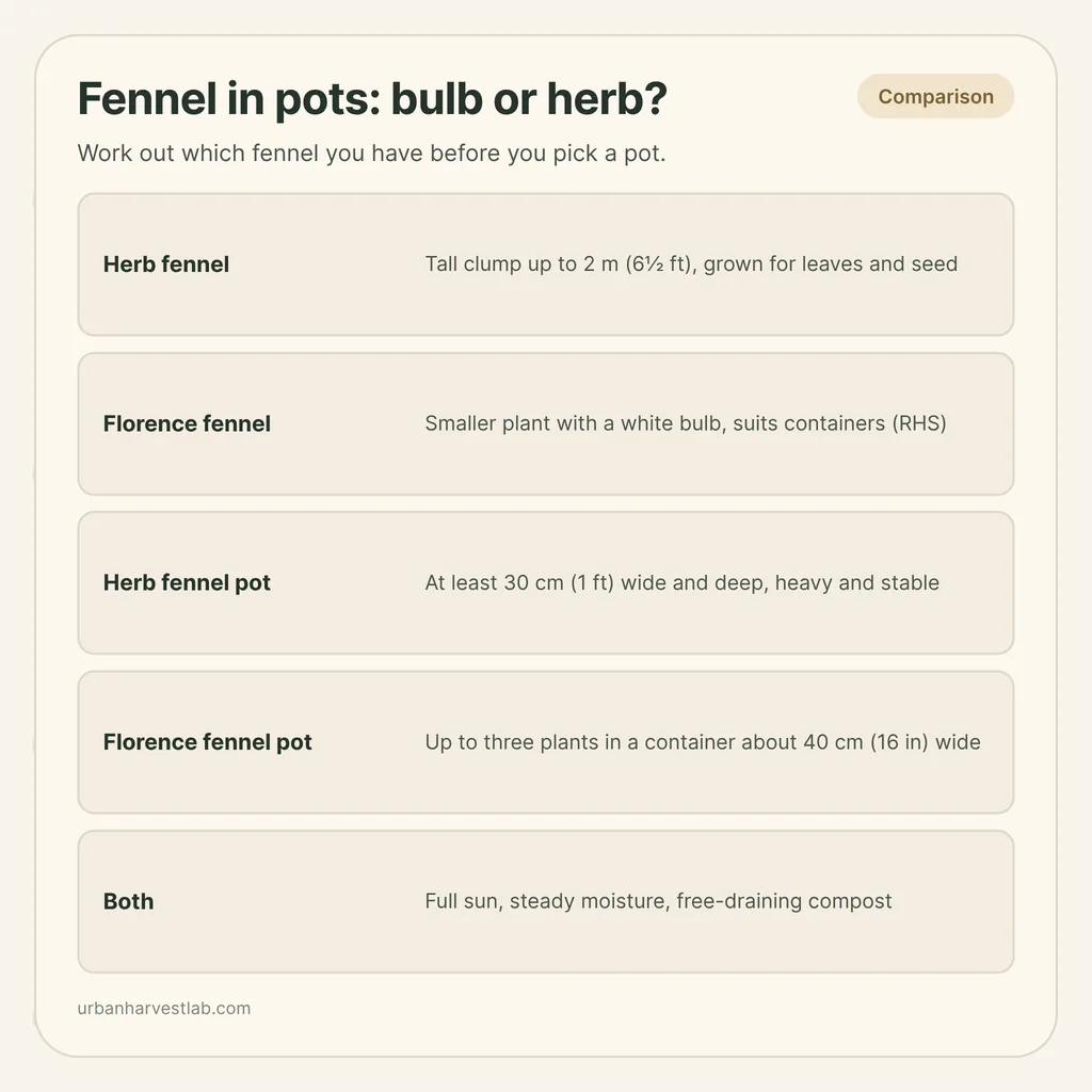Infographic card: "Fennel in pots: bulb or herb?" with rows for herb fennel, Florence fennel, pot sizes and shared needs