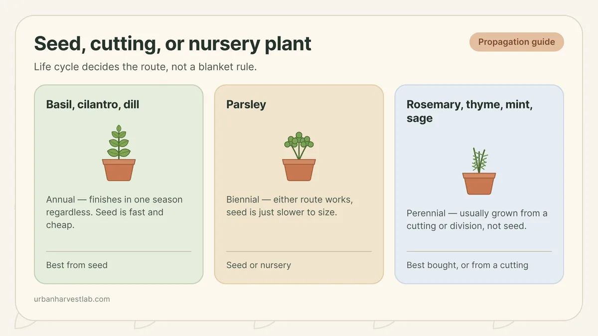 A seed tray of basil seedlings beside a nursery six-pack of rosemary and thyme starts