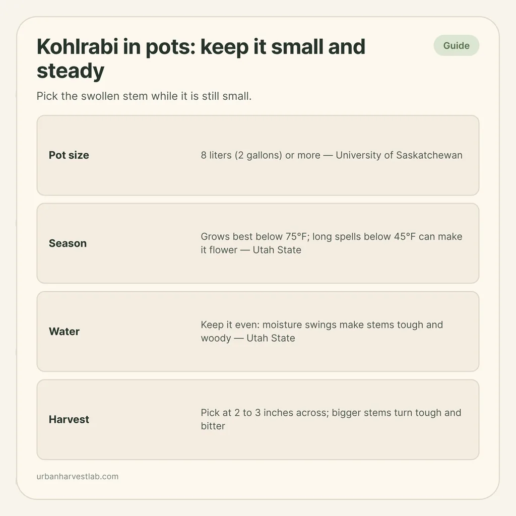 Infographic card: "Kohlrabi in pots: keep it small and steady" with rows for pot size, season, water and harvest size