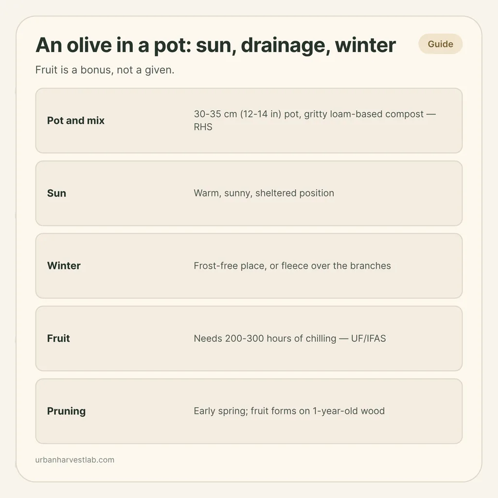 Infographic card: "An olive in a pot: sun, drainage, winter" with rows for pot and mix, sun, winter, fruit and pruning