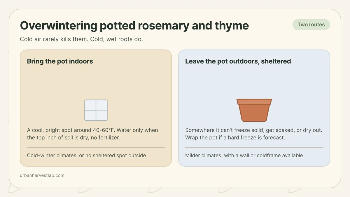 A potted rosemary plant sheltered against a wall next to a potted thyme plant brought indoors near a bright window