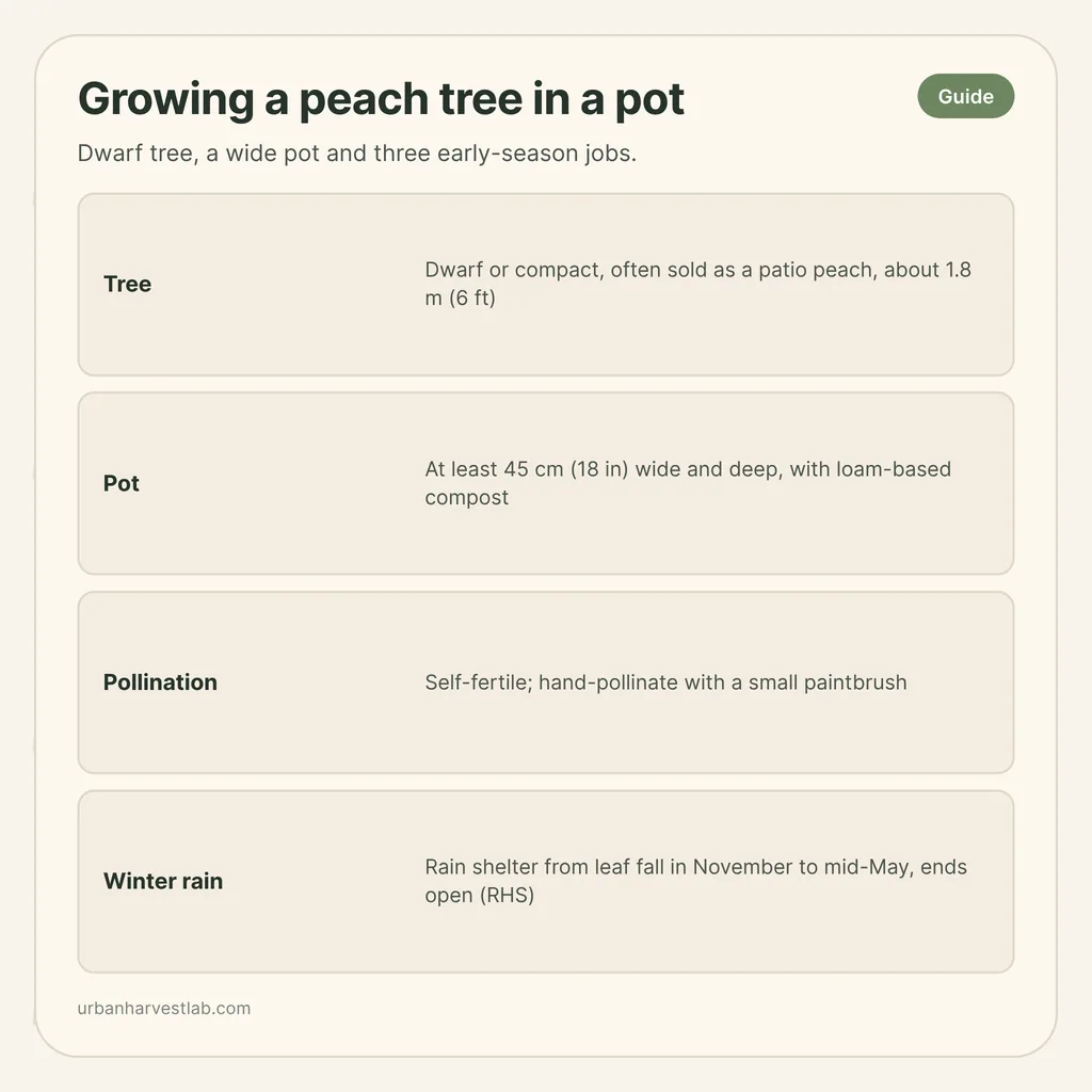 Infographic card: "Growing a peach tree in a pot" with rows for tree, pot, pollination and winter rain