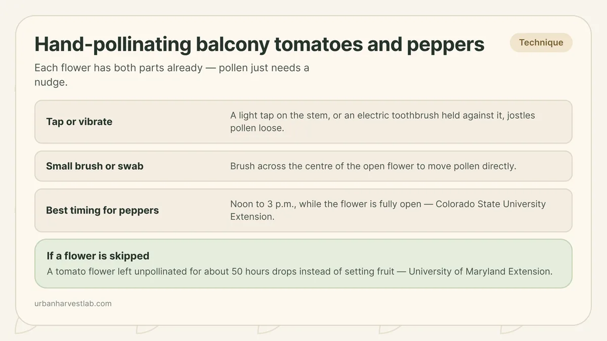 Illustration of a small paintbrush touching the center of an open tomato flower on a balcony plant