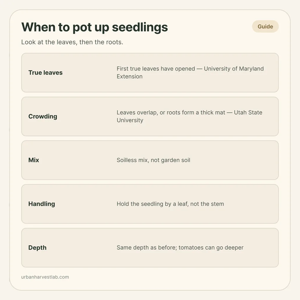Infographic card: "When to pot up seedlings" with rows for true leaves, crowding, mix, handling and depth