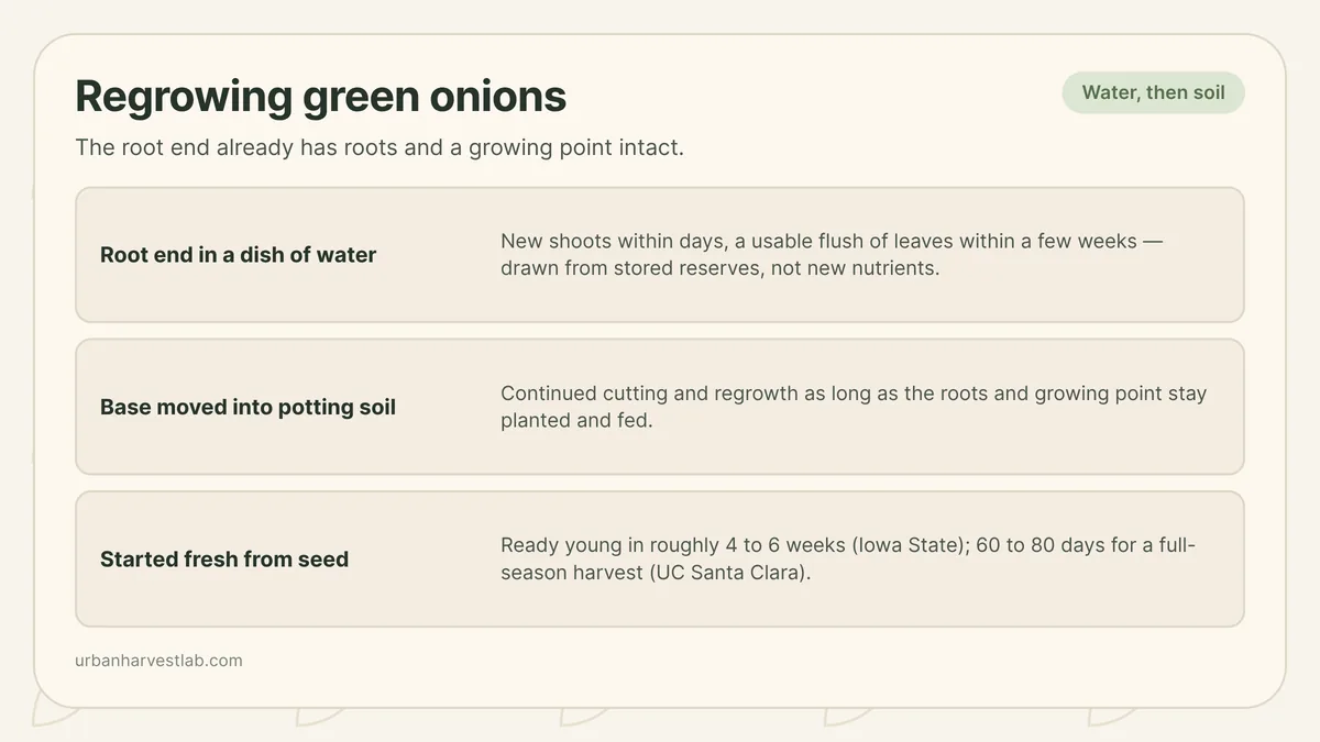 A green onion root end sprouting new green shoots in a shallow dish of water next to a small pot of soil
