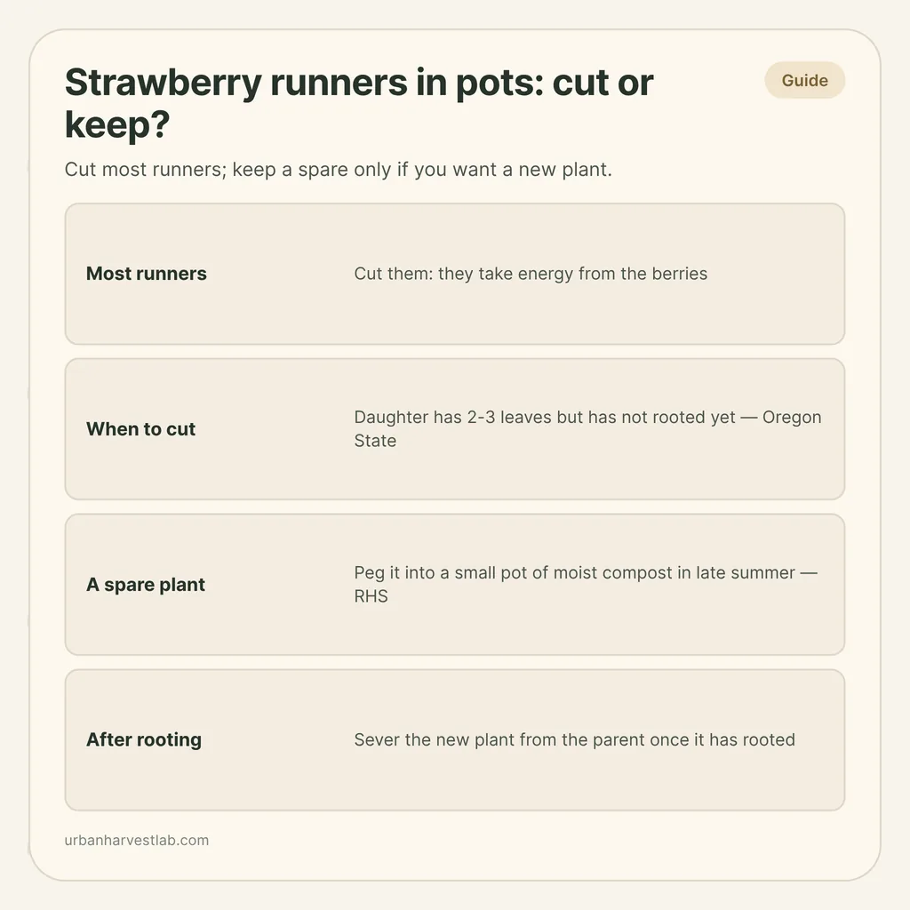 Infographic card: "Strawberry runners in pots: cut or keep?" with rows for most runners, when to cut, a spare plant and after rooting