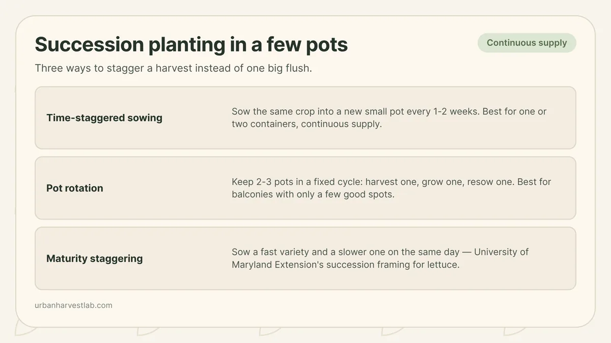 Three container pots at different growth stages, showing staggered sowings of a fast crop in rotation