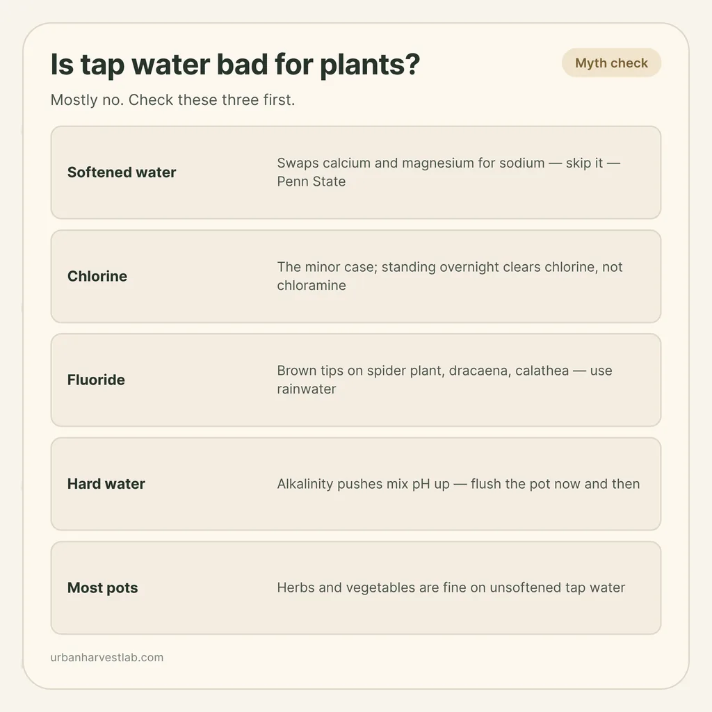 Infographic card: "Is tap water bad for plants?" with rows for softened water, chlorine, fluoride, hard water and most pots