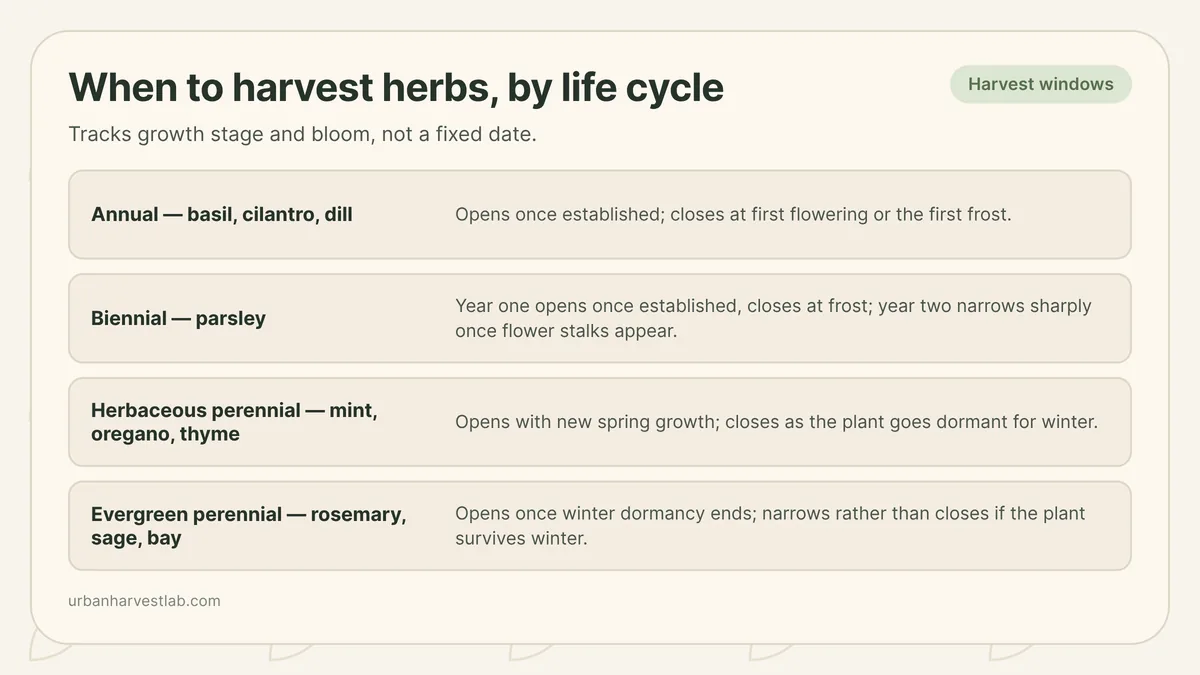 A seasonal chart marking when the harvest window opens and closes for annual, biennial, and perennial herbs